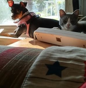 Meet your Posher, Millie